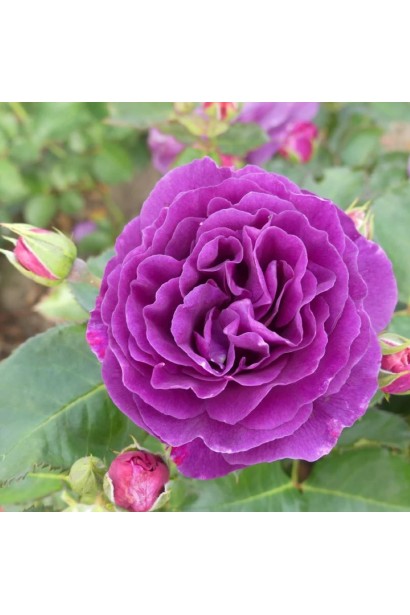 Гофровані фіолетові пелюстки троянди Мінерва 